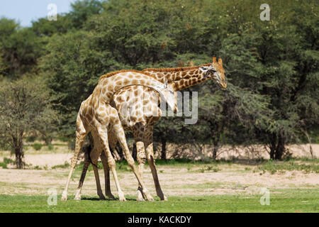 Südliche Giraffe (Giraffa giraffa). Kampf gegen die Männer. Stockfoto