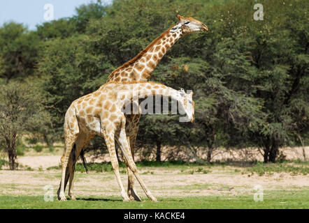 Südliche Giraffe (Giraffa giraffa). Kampf gegen die Männer. Stockfoto