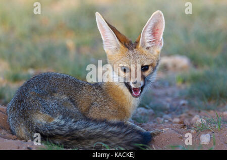 Cape Fox (Vulpes chama). Liegend in seiner Höhle am späten Abend Stockfoto