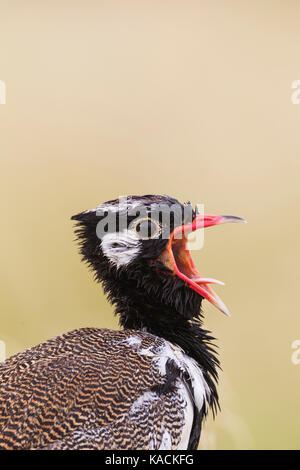 Northern Black Korhaan, Weiß - bequillte Bustard (Afrotis afraoides) Männliche Darstellung, den Aufruf für eine weibliche Stockfoto