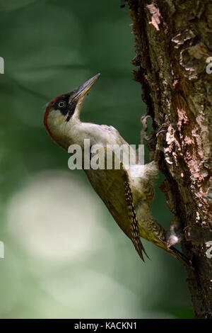 Grünspecht / Grünspecht (Picus viridis), auf einem Baumstamm gehockt, in typischer Pose, Europa. Stockfoto