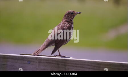 Singdrossel sitzt auf einem Zaun. Foto aufgenommen in Neuseeland. Stockfoto