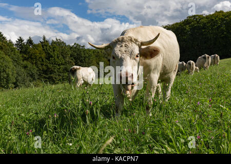 Charolais Rinder in einer ländlichen Landschaft Stockfoto