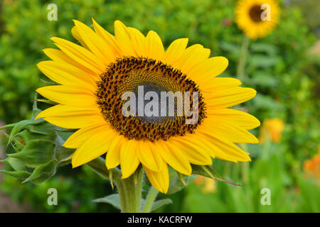 "Russischen Riesen" Sonnenblume Helianthus annuus Stockfoto