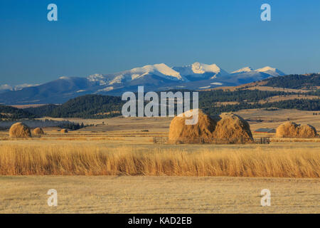 Heuballen in folgenden Feldern Gipfel der Flint Creek Bereich in der Nähe von Avon, Montana Stockfoto