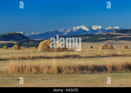 Heuballen in folgenden Feldern Gipfel der Flint Creek Bereich in der Nähe von Avon, Montana Stockfoto