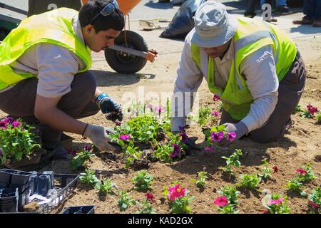 April 26, 2013 - Philadelphia, PA, USA: freiwillige Pflanze einen kleinen Ziergarten an der Ecke eines neu gereinigt unbebautes Grundstück in Philadelphia. Stockfoto