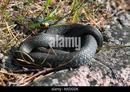 Ringelnatter versuchen, zu warm in der Herbstsonne, Kirkkonummi Archipel, Finnland, Europa, EU Stockfoto