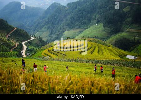 Reisfelder auf Terrassierten von Mu Cang Chai, YenBai, Vietnam. Reisfelder vor der Ernte am Northwest Vietnam Stockfoto