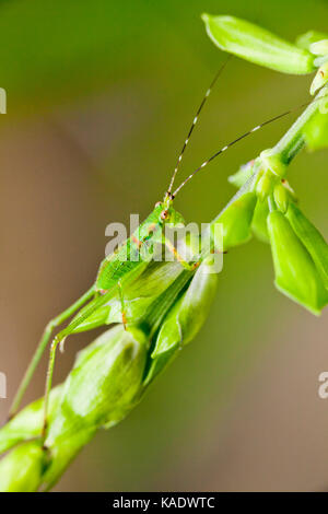 Katydid Nymphe, aka Bush Cricket, lange-horned Grasshopper (tettigoniidae) - USA Stockfoto