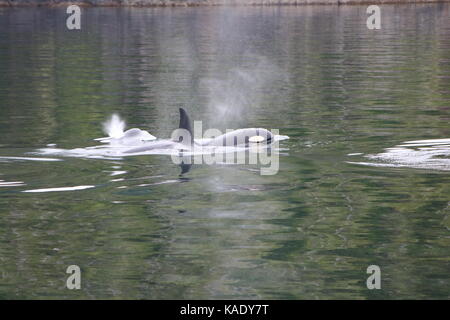 Orca Pod British Columbia Stockfoto