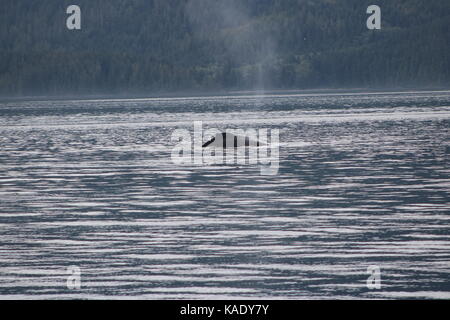 Buckelwal British Columbia Stockfoto