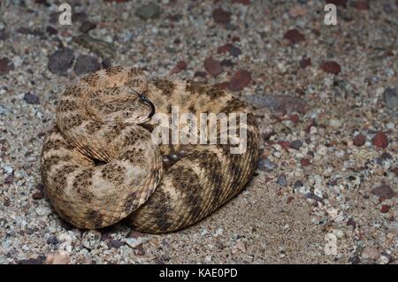 Ein Tiger-Klapperschlange (Crotalus tigris) in der Nacht in der Nähe von Bahîa de Kino, Sonora, Mexiko Stockfoto