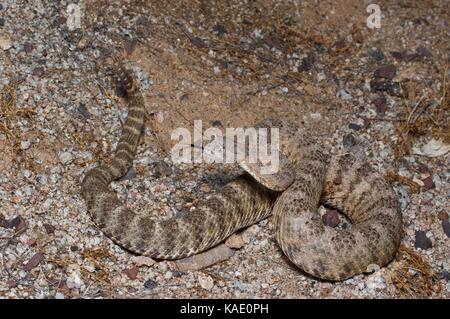 Ein Tiger-Klapperschlange (Crotalus tigris) in der Nacht in der Nähe von Bahîa de Kino, Sonora, Mexiko Stockfoto