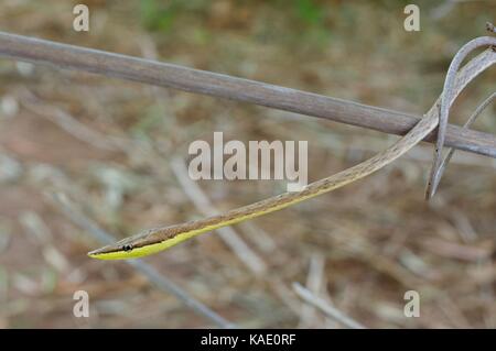 Ein NEOTROPISCHER Vinesnake (Oxybelis aeneus) in Alamos, Sonora, Mexiko Stockfoto