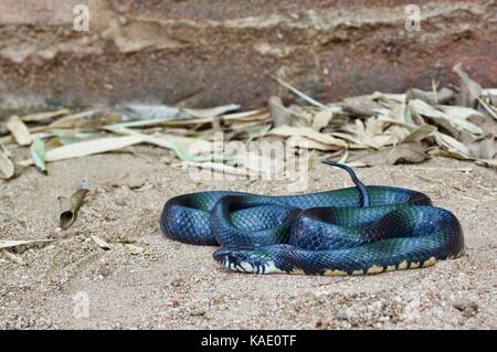 Ein Texas Indigo Snake (Drymarchon erebennus Melanurus) auf sandigem Boden in Alamos, Sonora, Mexiko Stockfoto