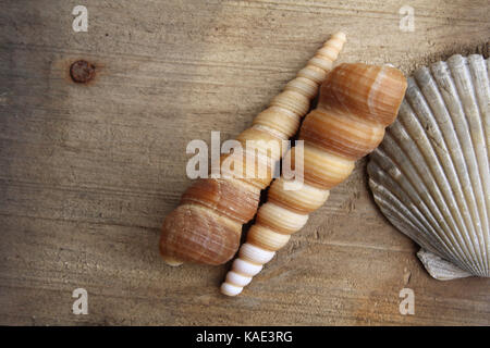 Muscheln auf Holz Stockfoto