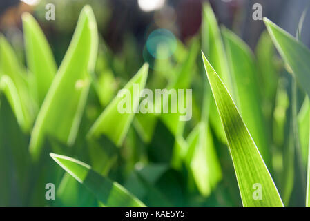 Blätter Blumen Gladiolen closeup Stockfoto