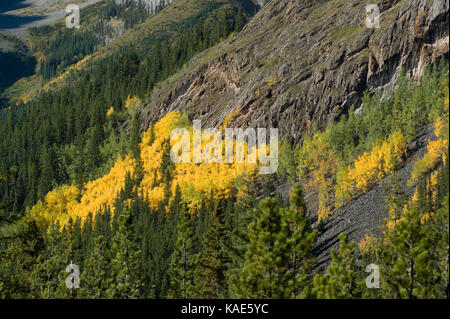 Herbstfarben in Kananaskis Alberta, Kanada. Kananaskis Country besteht aus mehreren Parks. Stockfoto