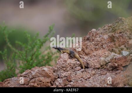 Eine gemeine Chuckwalla (Sauromalus nach) auf einem Felsvorsprung in Bahía de Kino, Sonora, Mexiko Stockfoto