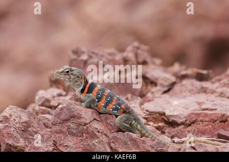 Eine Erwachsene Hündin Dickerson's Collared Lizard (Crotaphytus dickersonae), die auf Felsen in Bahía de Kino, Sonora, Mexiko thront Stockfoto