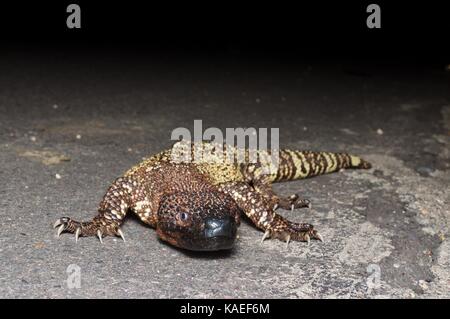 Ein Rio Fuerte Beaded Lizard (Heloderma horridum exasperatum) auf einer gepflasterten Straße in der Nacht in Alamos, Sonora, Mexiko Stockfoto