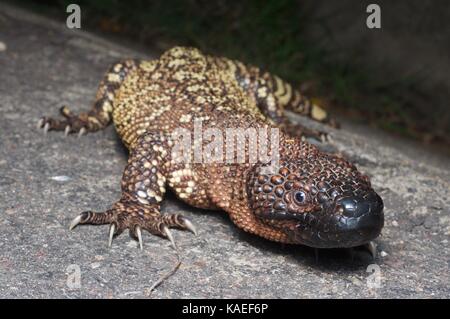 Ein Rio Fuerte Beaded Lizard (Heloderma horridum exasperatum) auf einer gepflasterten Straße in der Nacht in Alamos, Sonora, Mexiko Stockfoto