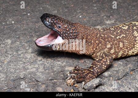 Ein Rio Fuerte Beaded Lizard (Heloderma horridum exasperatum) auf einer gepflasterten Straße in der Nacht in Alamos, Sonora, Mexiko Stockfoto