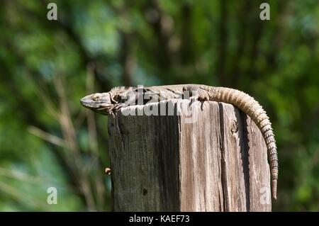 Ein erwachsener Sonoran Stacheligen-tailed Iguana (Ctenosaura macrolopha) kauerte auf einem hölzernen Pfosten in Alamos, Sonora, Mexiko Stockfoto