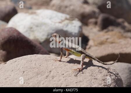 Eine östliche Zebra-tailed Lizard (Callisaurus draconoides Ventralis) auf einem Felsen in der Nähe von Alamos, Sonora, Mexiko gehockt Stockfoto