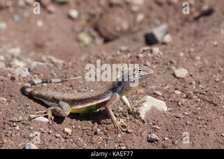 Eine östliche Zebra-tailed Lizard (Callisaurus draconoides Ventralis) auf der Fläche der Wüste in der Nähe von Alamos, Sonora, Mexiko Stockfoto