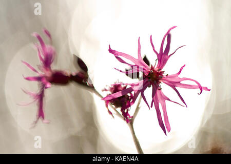 Ragged Robin (Lupinus flos-cuculi) in der Nähe von Blumen neben einem Teich wächst. Powys, Wales. Mai. Stockfoto