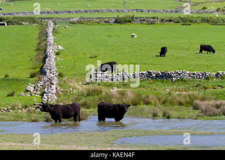 Welsh schwarzen Rinder stehen im Wasser am Rande des saltmarsh. Tonfanau,, Tywyn, Gwynedd, Wales. Mai. Stockfoto