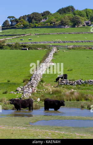 Welsh schwarzen Rinder stehen im Wasser am Rande des saltmarsh. Tonfanau,, Tywyn, Gwynedd, Wales. Mai. Stockfoto