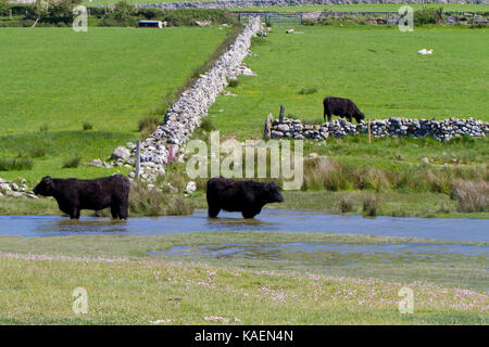 Welsh schwarzen Rinder stehen im Wasser am Rande des saltmarsh. Tonfanau,, Tywyn, Gwynedd, Wales. Mai. Stockfoto