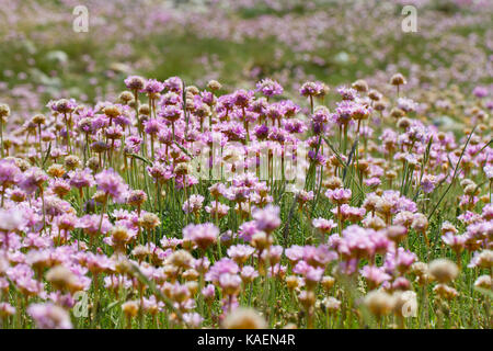 Gemeinsame Sparsamkeit (Armeria maritima) Blüte. Gwynedd, Wales. Mai. Stockfoto