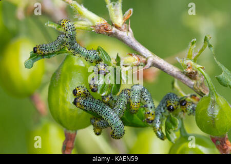 Gemeinsame Stachelbeere Sawfly (Nematus ribesii) Larven die Fütterung auf Blätter einer Stachelbeere (Ribes uva-Crispa) Bush in einem Garten. Powys, Wales. Mai. Stockfoto