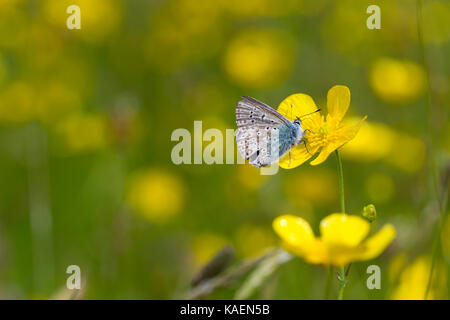 Gemeinsame Blauer Schmetterling (Polyommatus icarus) erwachsenen männlichen Fütterung in einer Wiese Hahnenfuß (Ranunculus acris) Blüte in einer Wiese. Powys, Wales Stockfoto