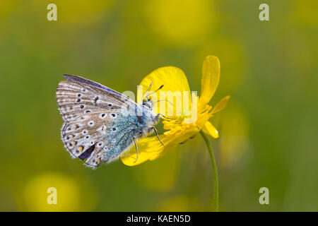 Gemeinsame Blauer Schmetterling (Polyommatus icarus) erwachsenen männlichen Fütterung in einer Wiese Hahnenfuß (Ranunculus acris) Blüte in einer Wiese. Powys, Wales Stockfoto