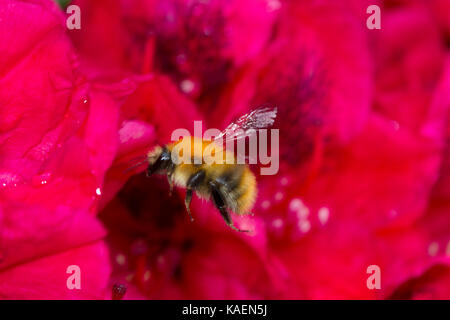 Gemeine Heidelibelle (Bombus pascuorum) erwachsenen Arbeitnehmer Fütterung auf Rhododendron 'Lord Roberts' Blumen im Garten. Powys, Wales. Mai. Stockfoto