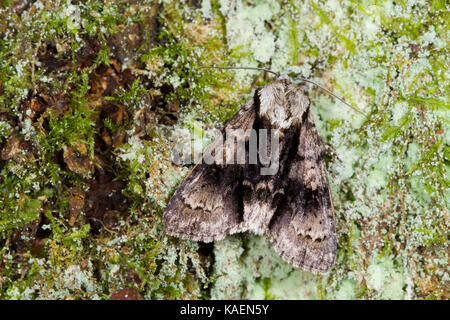 Alder Moth (Acronicta alni) erwachsenen Motten ruht auf Baumrinde. Powys, Wales. Mai. Stockfoto