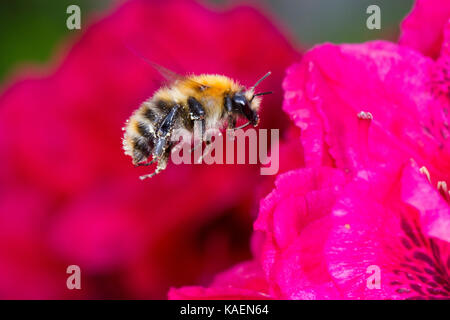 Gemeine Heidelibelle (Bombus pascuorum) erwachsenen Arbeitnehmer im Flug nach der Fütterung auf Rhododendron 'Lord Roberts' Blumen im Garten. Powys, Wales. Mai Stockfoto