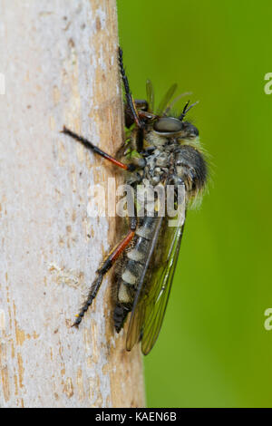 Schlank-footed Robberfly (Leptarthrus brevirostris) erwachsenen weiblichen Fütterung auf eine Fliege. Powys, Wales. Juni. Stockfoto