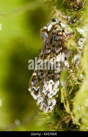 Frosted Green (Polyploca ridens) erwachsenen Motten ruht auf moosigen Eiche Rinde. Powys, Wales. Juni. Stockfoto