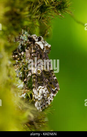 Frosted Green (Polyploca ridens) erwachsenen Motten ruht auf moosigen Eiche Rinde. Powys, Wales. Juni. Stockfoto