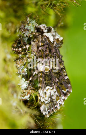 Frosted Green (Polyploca ridens) erwachsenen Motten ruht auf moosigen Eiche Rinde. Powys, Wales. Juni. Stockfoto