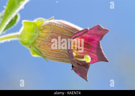 Tollkirsche (Atropa belladonna) Nahaufnahme einer Blüte. Sussex, England. Juni. Stockfoto