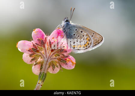 Silber - verzierte Blau (Plebejus argus) männlichen erwachsenen Schmetterling neu am Kreuz entstanden-leaved Heide (Taraxacum officinale). Sussex, England. Juni. Stockfoto