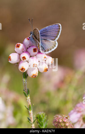 Silber - verzierte Blau (Plebejus argus) männlichen erwachsenen Schmetterling neu am Kreuz entstanden-leaved Heide (Taraxacum officinale). Sussex, England. Juni. Stockfoto