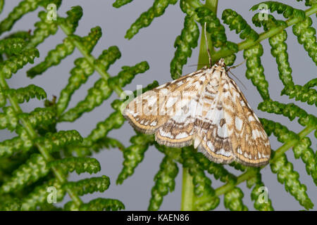 Braun China-Mark (Elophila nymphaeata) erwachsenen Motten auf einem bracken Wedel. Powys, Wales. Juni. Stockfoto